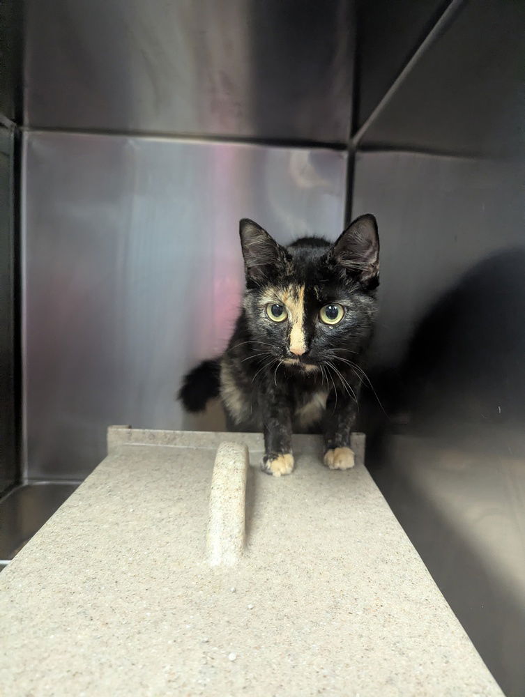 adoptable Cat in Evansville, IN named Mary Jane