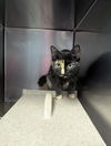 adoptable Cat in Evansville, IN named Mary Jane