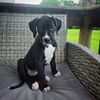 adoptable Dog in , IN named Opossum