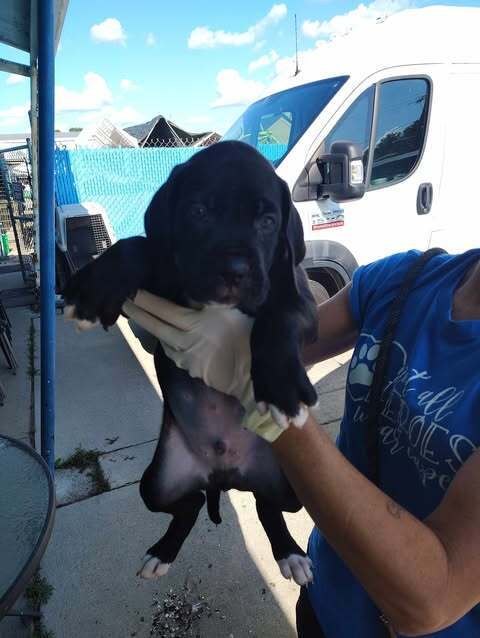 adoptable Dog in Evansville, IN named Chipmunk