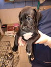 adoptable Dog in , IN named Racoon