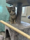 adoptable Cat in , IN named Bashful