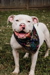 adoptable Dog in , IN named Salem