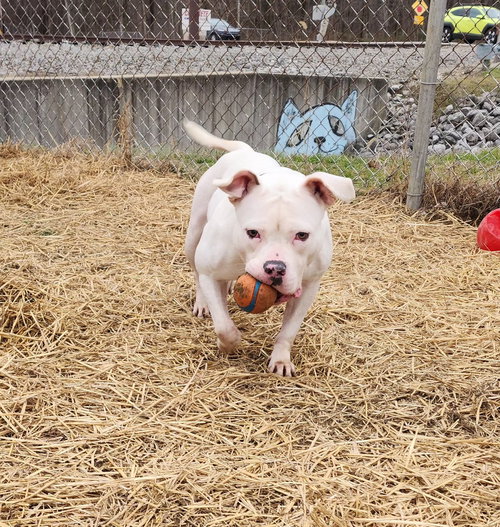 SALEM - American Pit Bull Terrier available for adoption