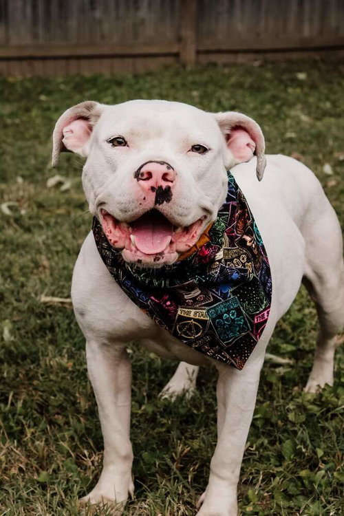 SALEM - American Pit Bull Terrier available for adoption