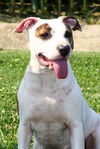 adoptable Dog in , IN named Piggy