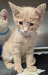 adoptable Cat in , IN named French