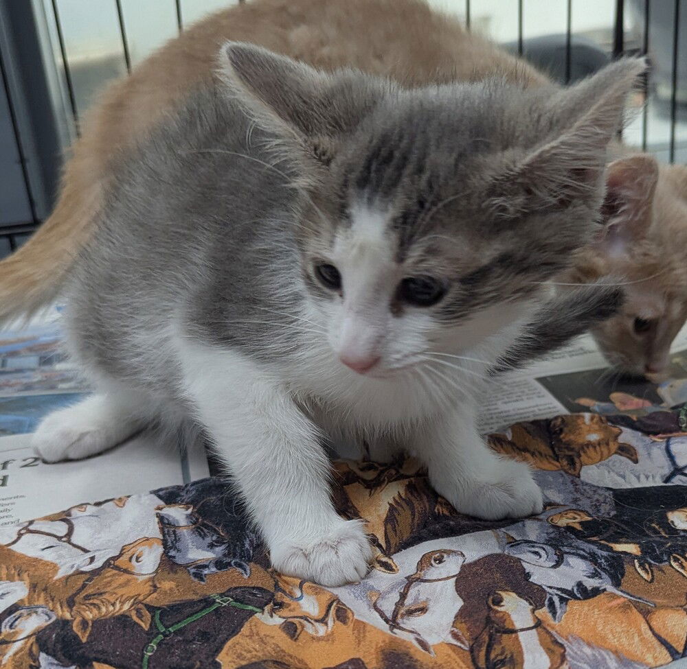 adoptable Cat in Evansville, IN named Ranch