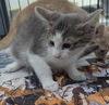 adoptable Cat in , IN named Ranch