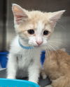 adoptable Cat in , IN named Thousand Island