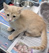 adoptable Cat in , IN named Honey Mustard