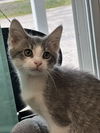 adoptable Cat in , IN named Charley