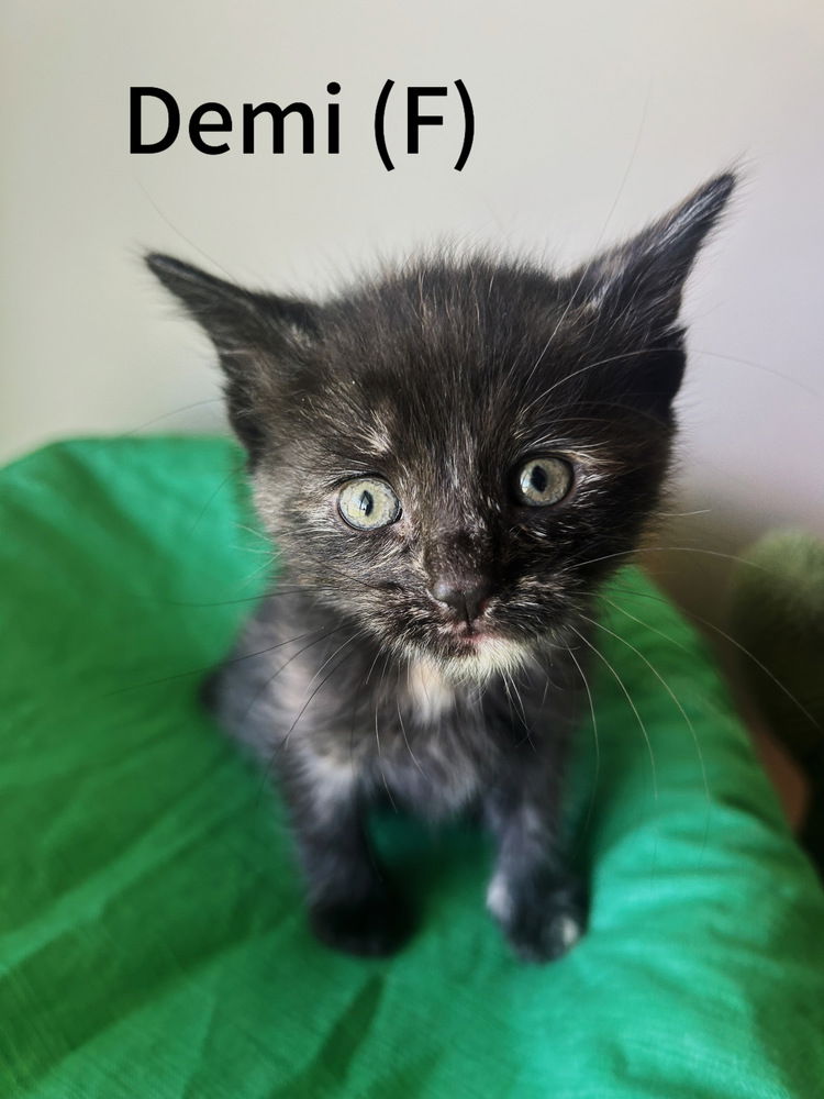 adoptable Cat in Evansville, IN named Demi