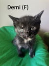 adoptable Cat in Evansville, IN named Demi