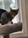 adoptable Cat in Evansville, IN named Treble