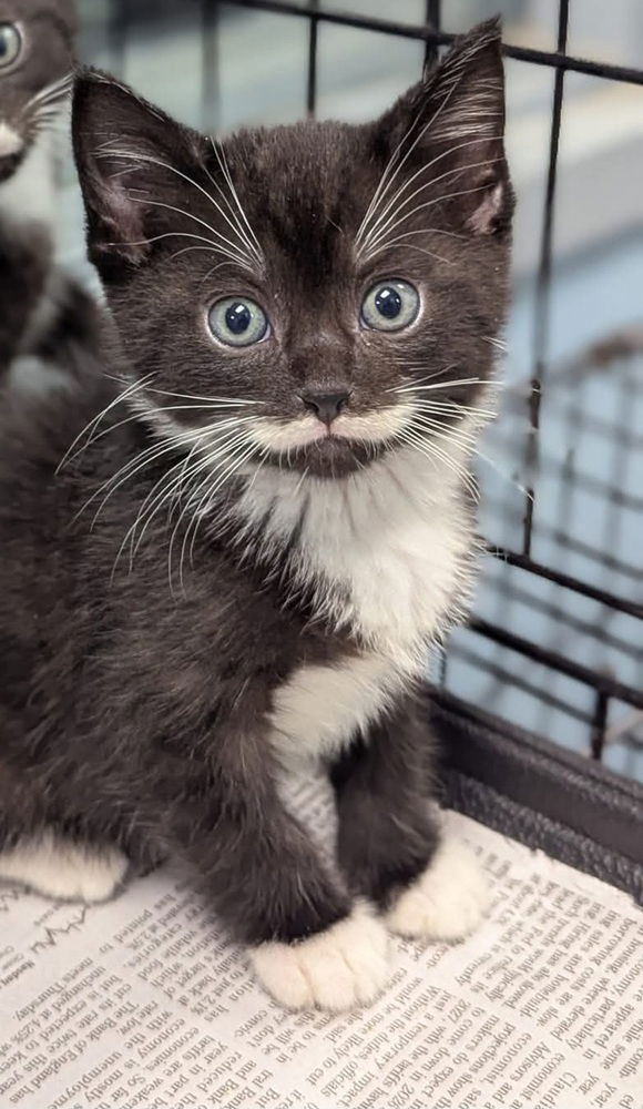 adoptable Cat in Evansville, IN named Spongebob