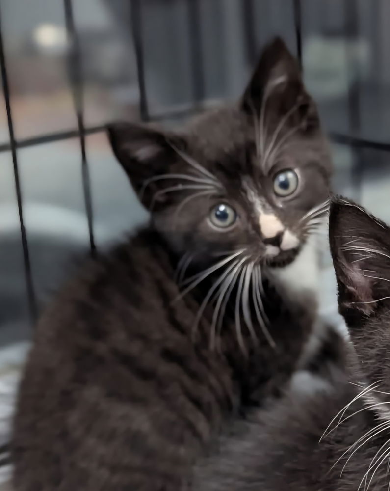 adoptable Cat in Evansville, IN named Patrick