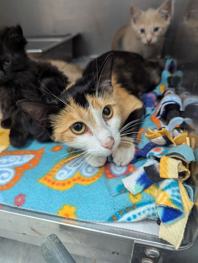 adoptable Cat in Evansville, IN named Spirit