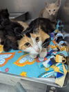 adoptable Cat in  named Spirit