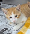 adoptable Cat in  named Turkey