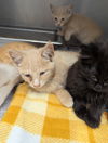 adoptable Cat in  named Roast