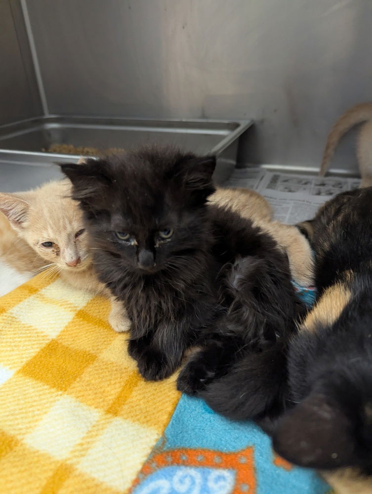adoptable Cat in Evansville, IN named Salami
