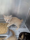 adoptable Cat in  named Bologna