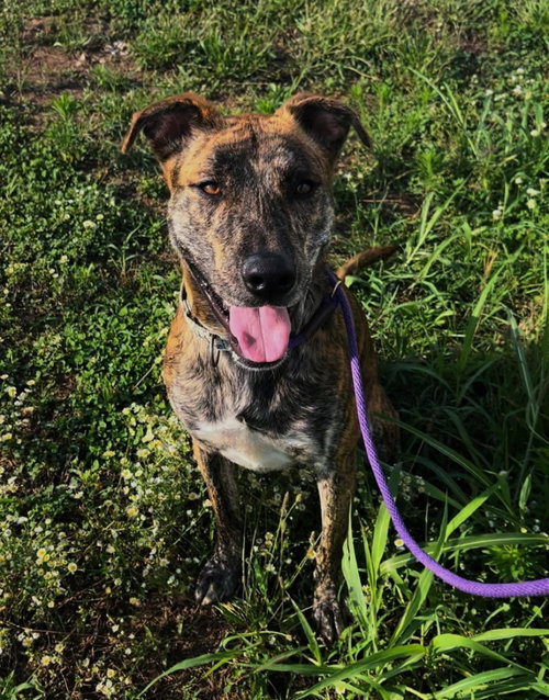 REESE - Labrador Retriever / Whippet available for adoption