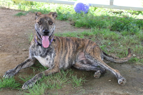 REESE - Labrador Retriever / Whippet available for adoption