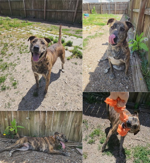 REESE - Labrador Retriever / Whippet available for adoption
