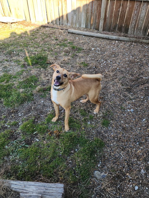 ORTON - Terrier / Terrier available for adoption