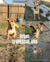Orton - Photo 2