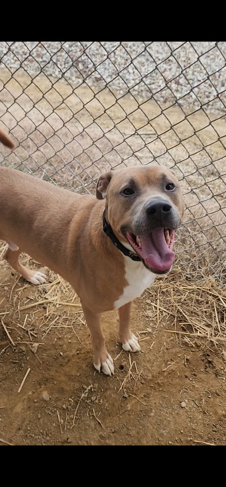 JAX - Boxer / Terrier available for adoption