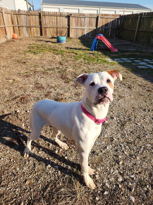 FRITO - Pit Bull Terrier available for adoption