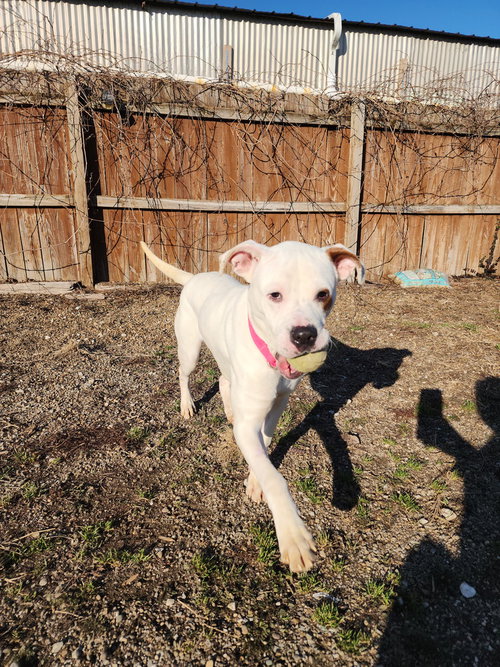 FRITO - Pit Bull Terrier available for adoption