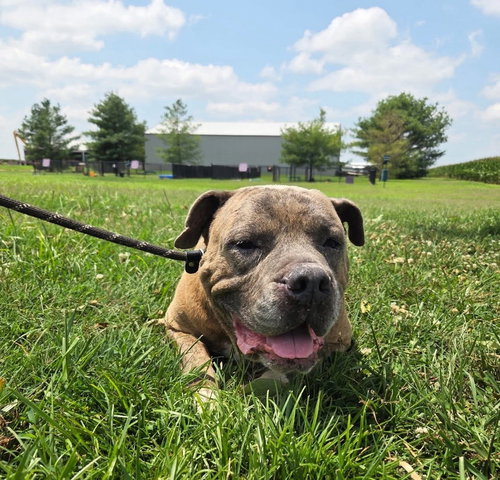 BOSS - Pit Bull Terrier available for adoption