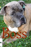 Boss - Photo 2