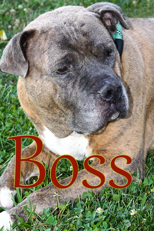 BOSS - Pit Bull Terrier available for adoption