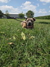 Boss - Photo 3