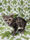 Princess Zotz - Photo 2