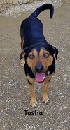 Tasha - Photo 2