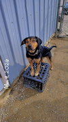 Tasha - Photo 3