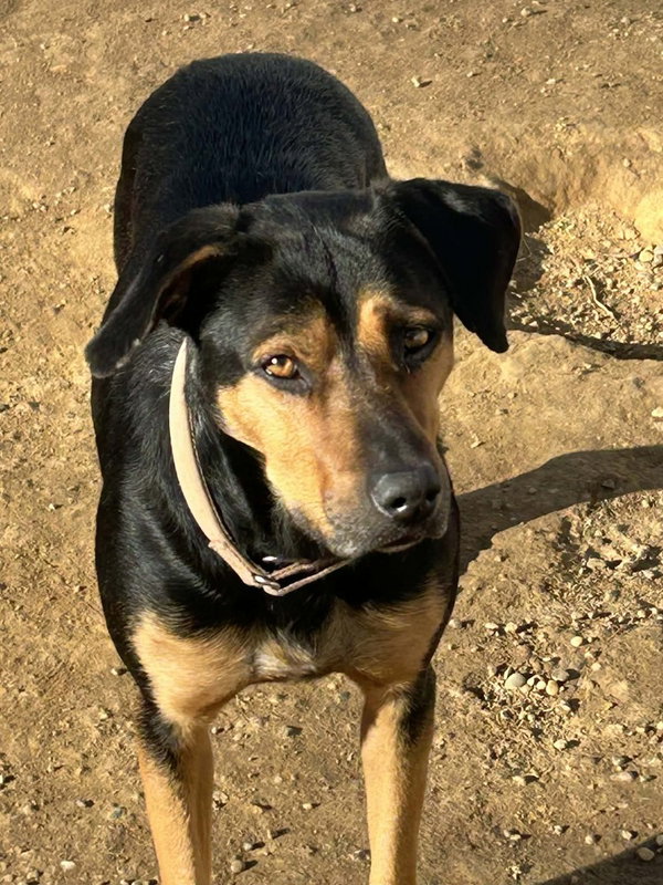 Tasha