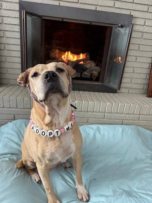 FRIEDA - Pit Bull Terrier / Shar Pei available for adoption