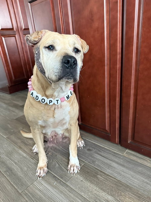 FRIEDA - Pit Bull Terrier / Shar Pei available for adoption