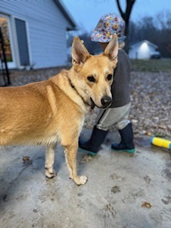 SANDY - Shepherd / Siberian Husky available for adoption
