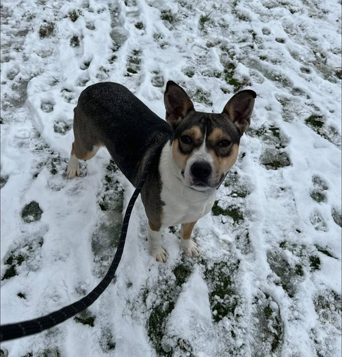 LUCY - Pit Bull Terrier / Husky available for adoption