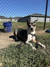 Lucy - Photo 4