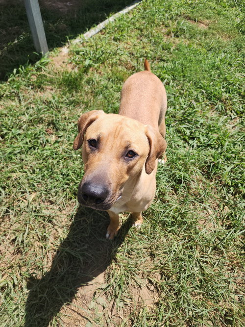 JASMINE FAYE - Terrier available for adoption