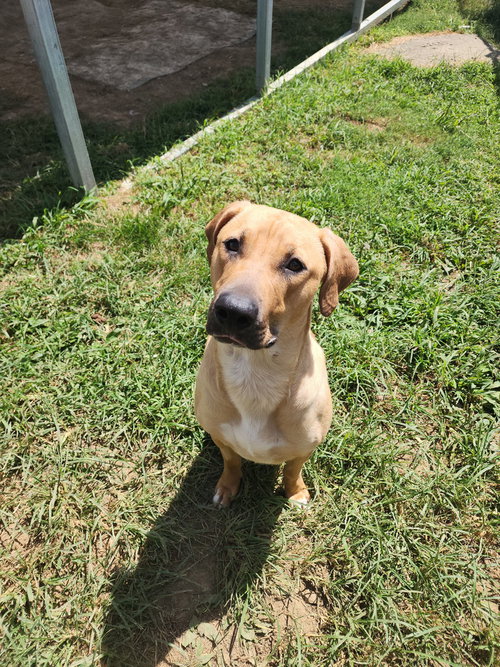 JASMINE FAYE - Terrier available for adoption